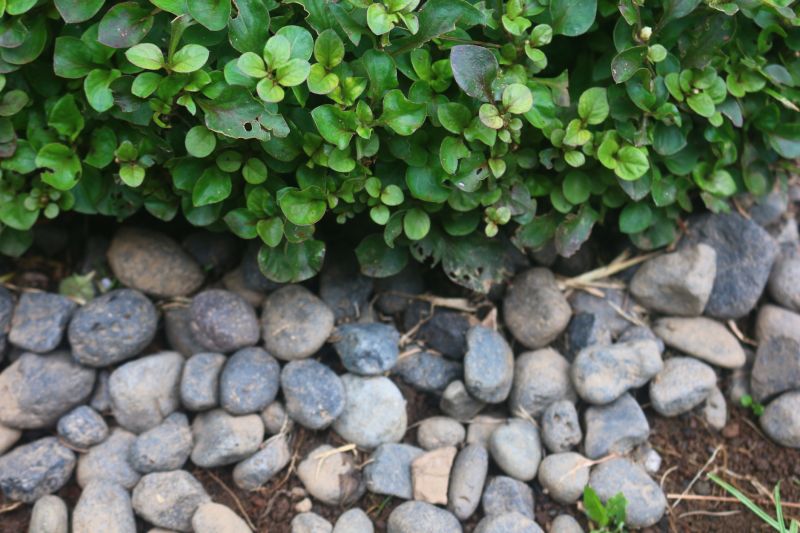 Local Landscaping Companies